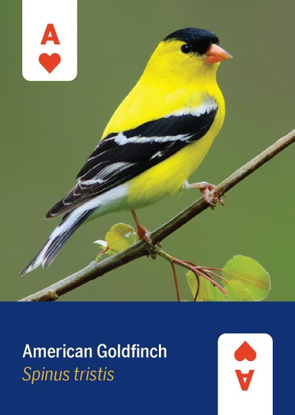 Birds of North America Deck - 52 Playing Cards