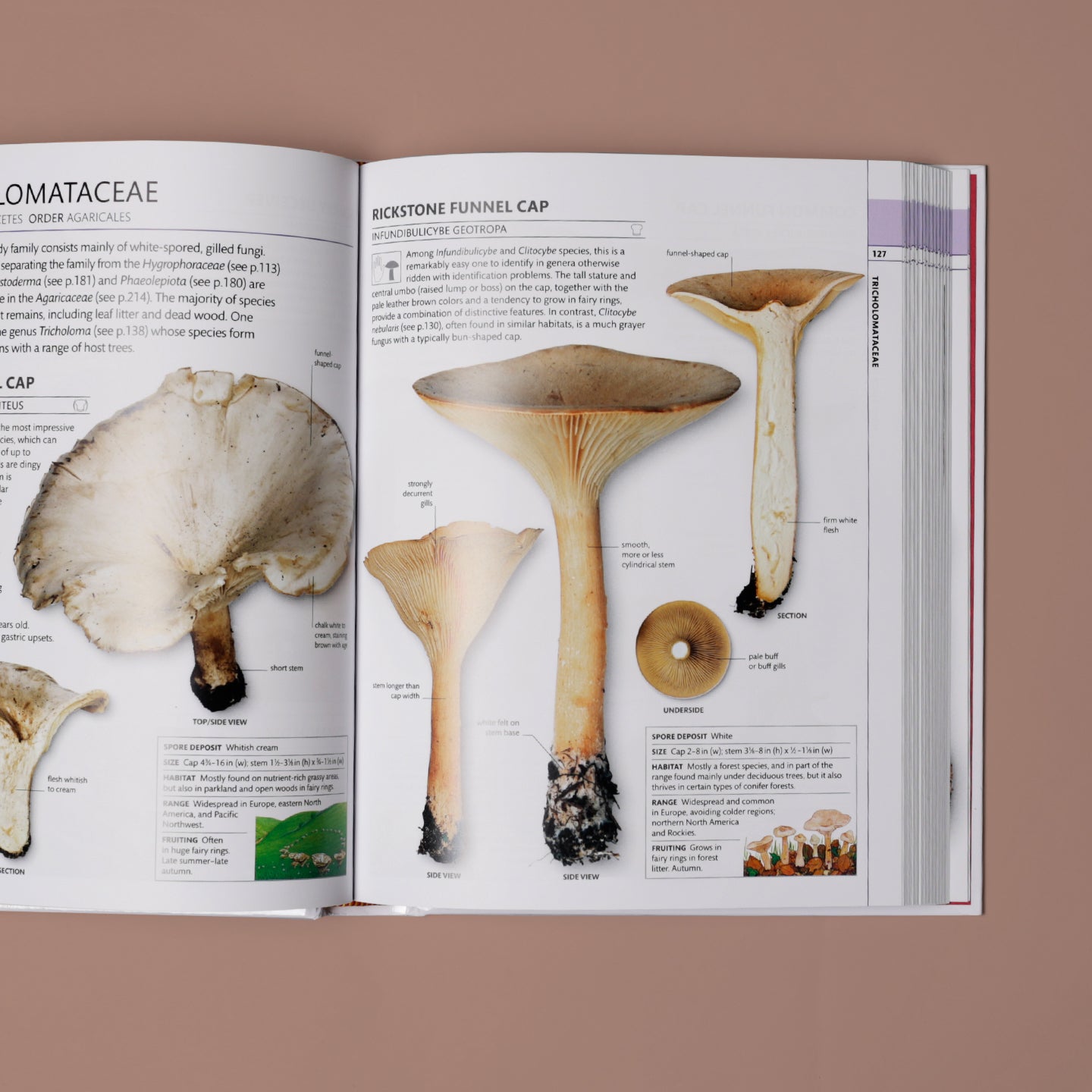 Mushrooms - How to Identify and Gather Wild Mushrooms and Other Fungi